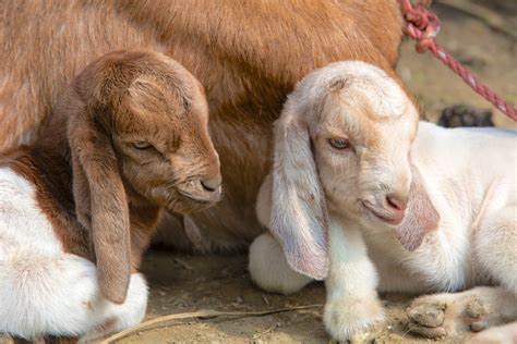 buy a goat for charity|Heifer International Gift Catalog .